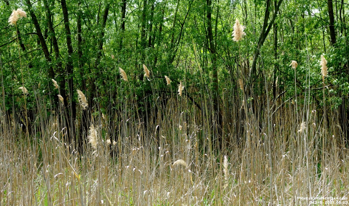 64315CrLe - A Sunday walk along the trail north of Rossland Road